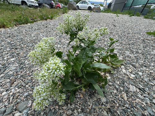 Lens-podded Hoary Cress (Lepidium chalepense)