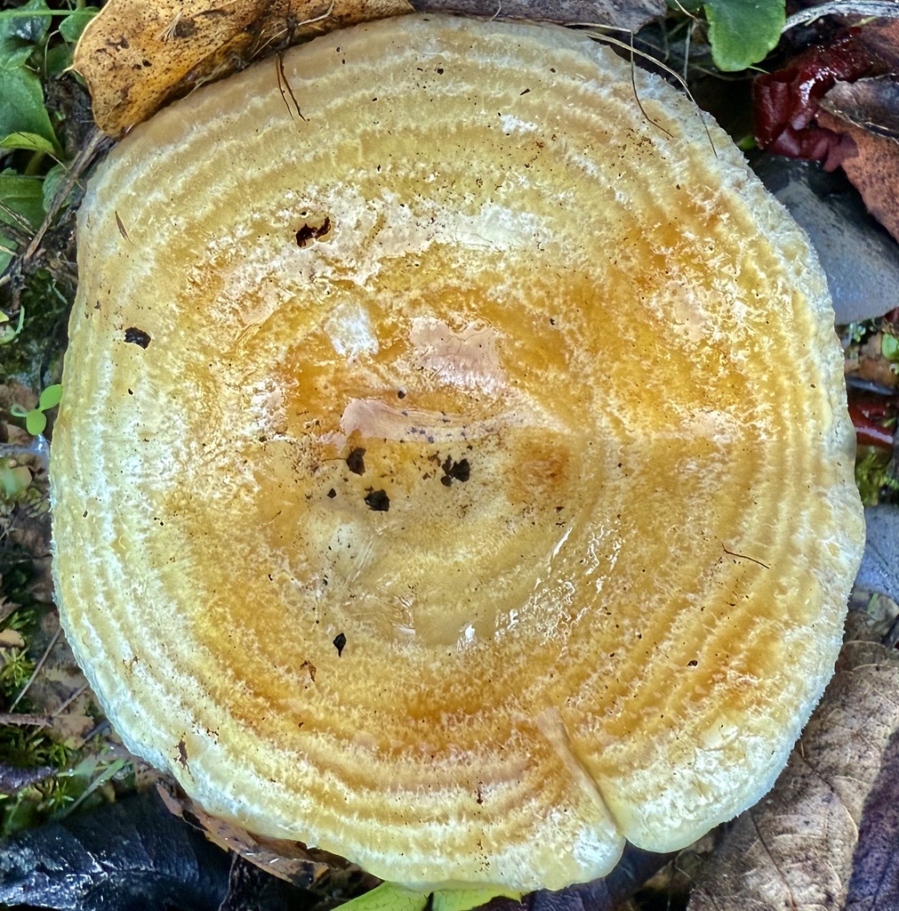 Lactarius alnicola · December 2025 · photo: © hllrnnr (iNaturalist, cc0)