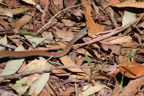 Yellow-faced Whipsnake sighting