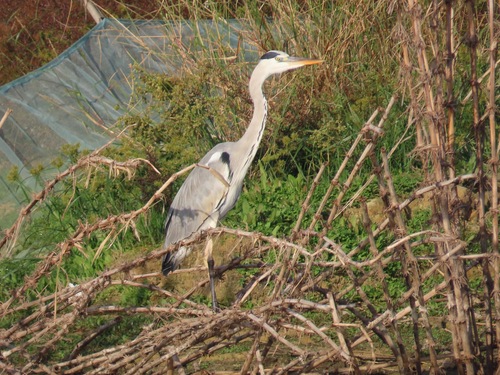 Grey Heron