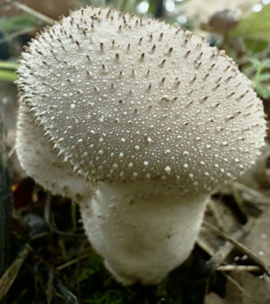 Lycoperdon perlatum · December 2025 · photo: © hllrnnr (iNaturalist, cc0)