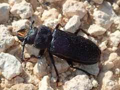 Mallodon dasystomus