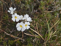Euphrasia collina glacialis