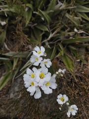 Euphrasia collina glacialis