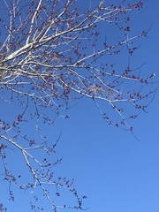 Acer rubrum image
