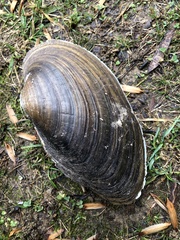 Pyganodon grandis
