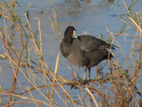 Eurasian coot