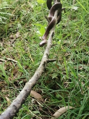 Dipsas sanctijoannis