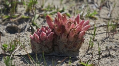 Hyobanche robusta