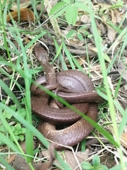 Dipsas sanctijoannis