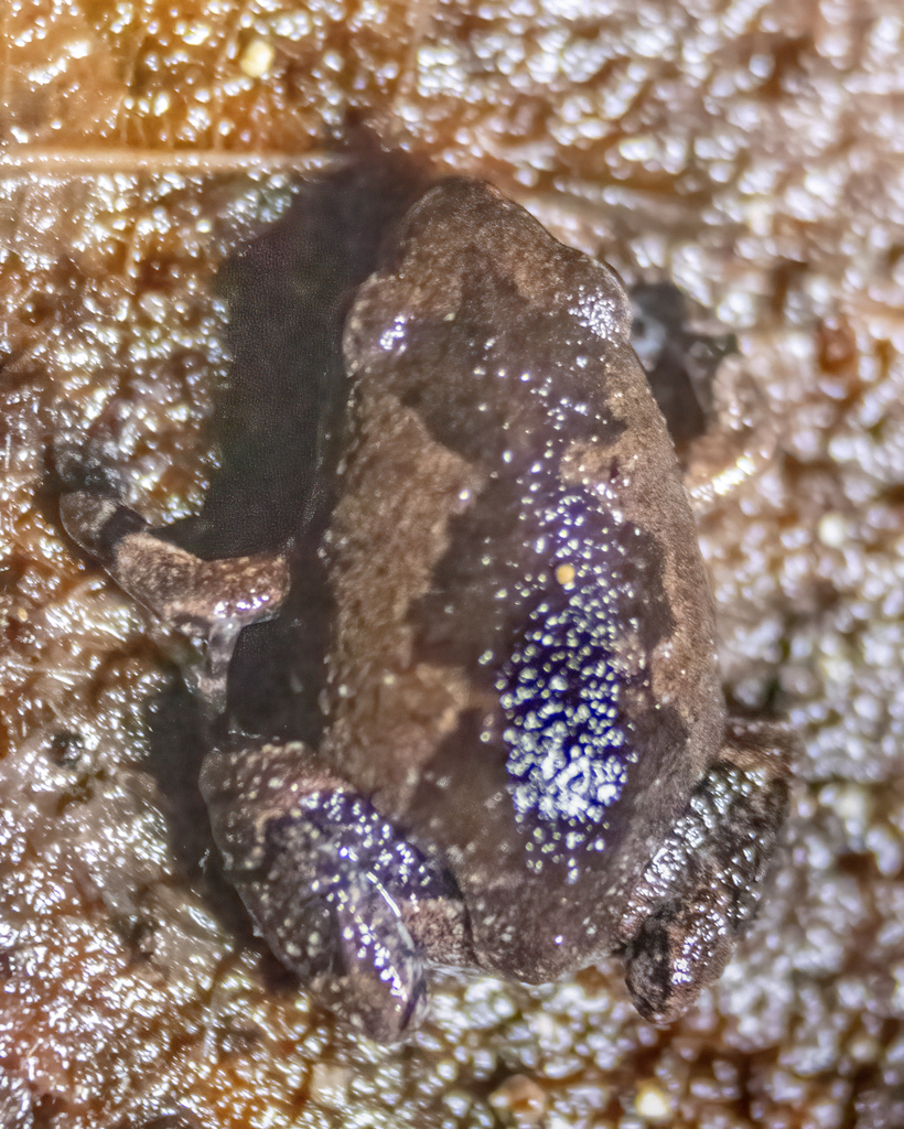 Elegant Narrow mouthed Toad From Puerto Morelos Q R M xico On Elegant Narrow mouthed Toad From Puerto Morelos Q R M xico On