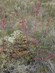 Echeveria rubromarginata