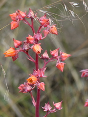 Echeveria rubromarginata
