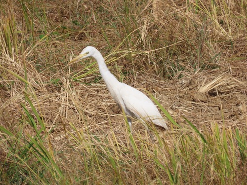 Eastern Cattle-Egret
