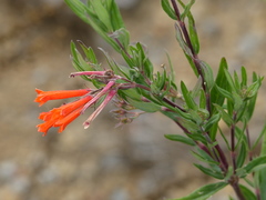 Bouvardia tenuifolia