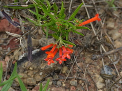 Bouvardia tenuifolia
