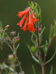 Bouvardia tenuifolia