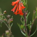 Bouvardia tenuifolia - Photo (c) Anneke Jonker, μερικά δικαιώματα διατηρούνται (CC BY-NC), uploaded by Anneke Jonker