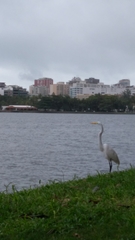 Ardea alba