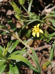 Trixis angustifolia