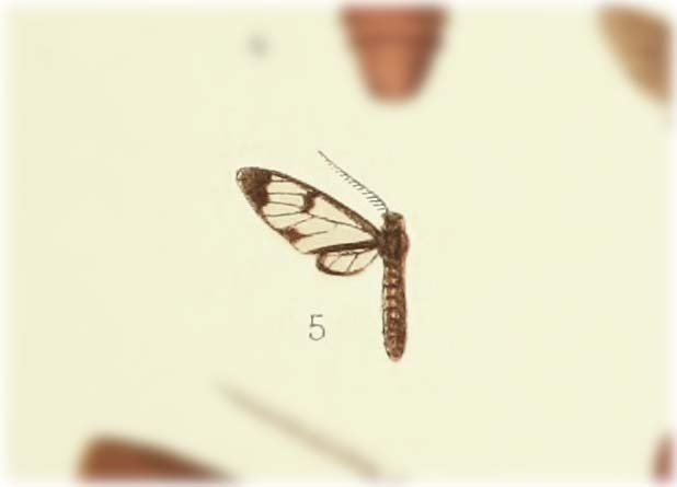 Eressa microchilus