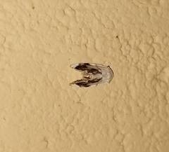 Niphopyralis