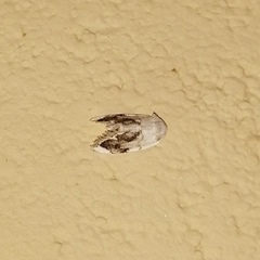 Niphopyralis