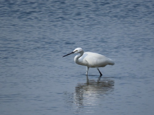 Little Egret