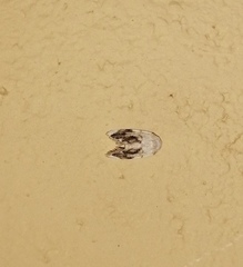Niphopyralis
