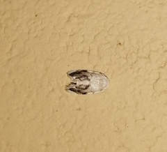 Niphopyralis
