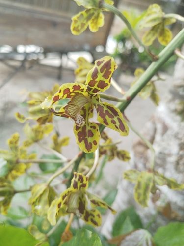Bell orchid (Grammatophyllum scriptum)