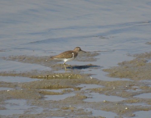 Common Sandpiper
