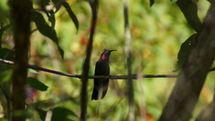 Lampornis amethystinus