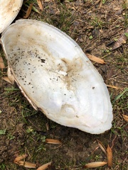 Pyganodon grandis