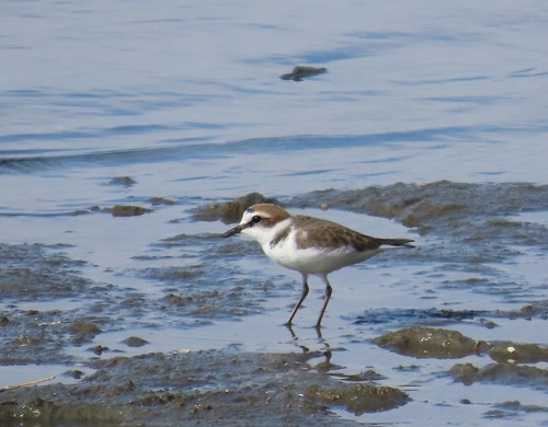 Kentish Plover