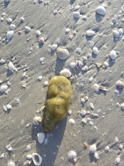 Aplidium stellatum