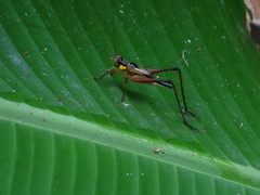 Nisitrus
