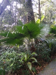 Livistona chinensis