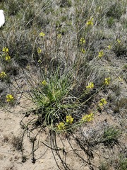 Bulbine narcissifolia