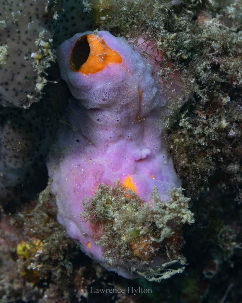 Cnemidocarpa pedata