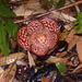 Rafflesia pricei - Photo (c) anonymous, some rights reserved (CC BY-SA)