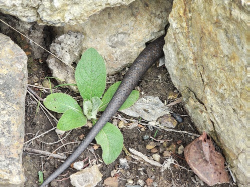 Tiger Snake sighting