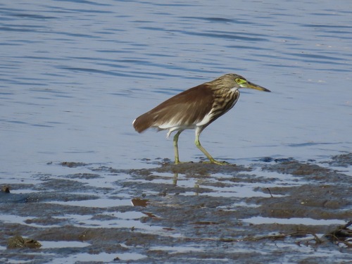 Chinese Pond-Heron