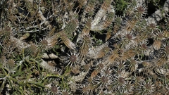Euphorbia mammillaris