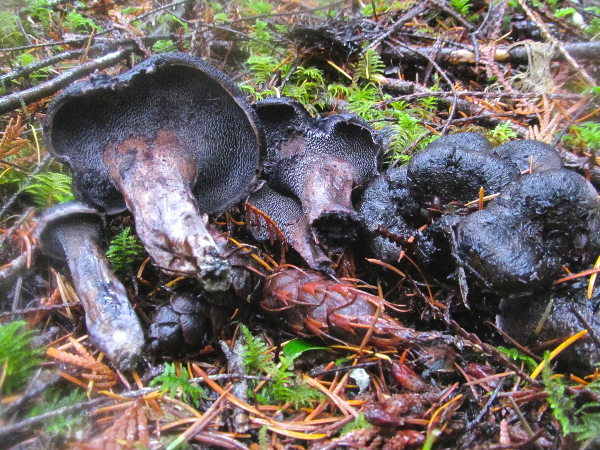 Sarcodon fuscoindicus image