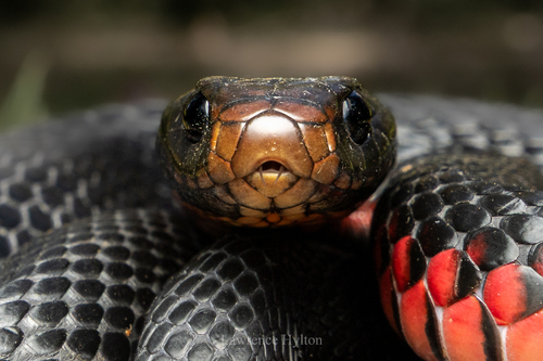 Red-bellied Black Snake sighting
