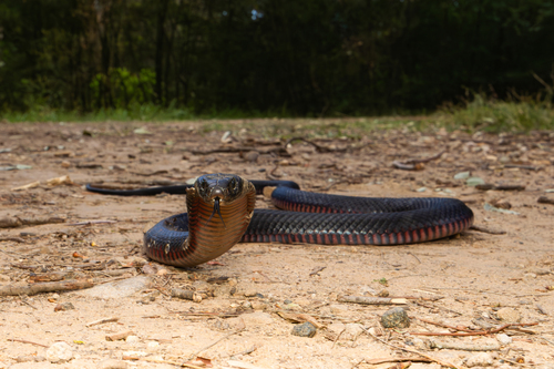 Red-bellied Black Snake sighting