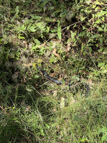 Red-bellied Black Snake sighting