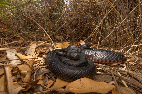 Red-bellied Black Snake sighting