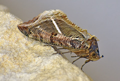 Eudocima apta